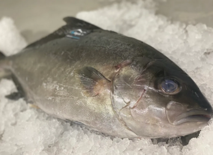 Baja Kanpachi Fillets